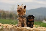 YORKSHIRE TERRIER 611